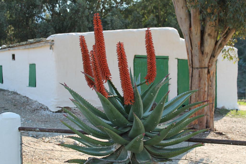Villa Matjiesvlei Guestfarm Calitzdorp Esterno foto